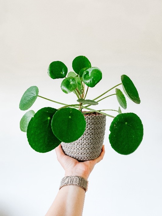 Chinese Money plant potted