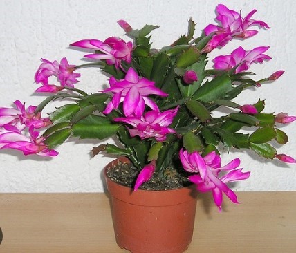 Christmas Cactus plant