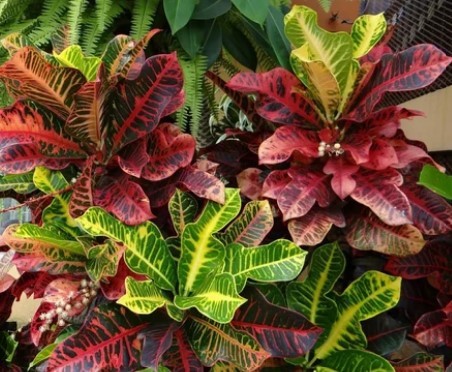 Croton plant red iceton