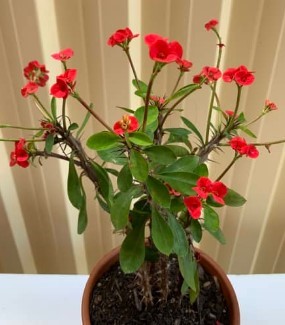 Crown of Thorns plant red flower