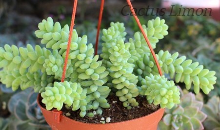 Donkey’s tail plant hanging