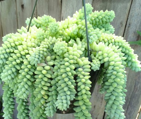 Donkey’s tail plant