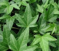 English Ivy plant leaves