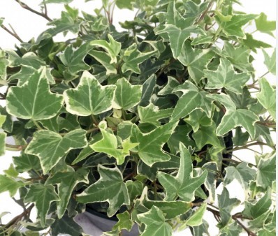 English Ivy plant