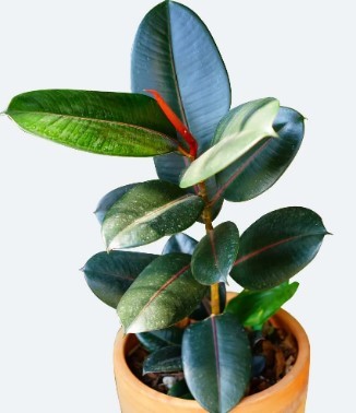 Ficus Decora Rubber plant