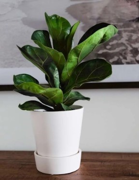 Fiddle Leaf Fig plant potted