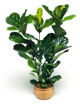 Fiddle Leaf Fig plant