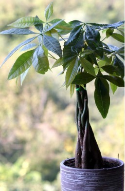 Guiana Chestnut Plant