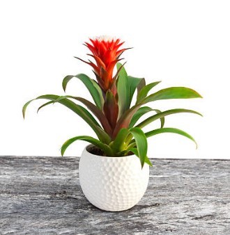 Guzmania Bromeliad plant