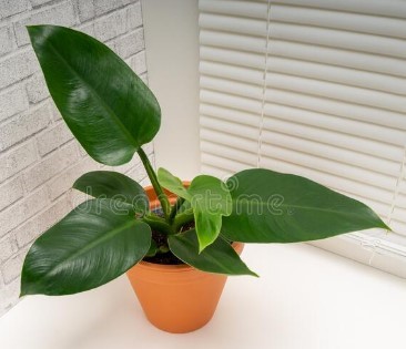 Imperial Green Philodendron plant