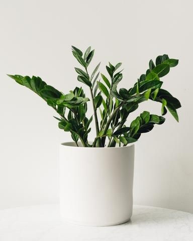 Is ZZ plant a good indoor plant