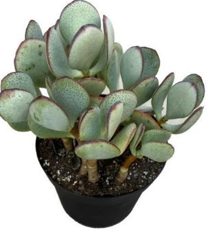 Jade Tree plant