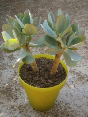 Jade plant