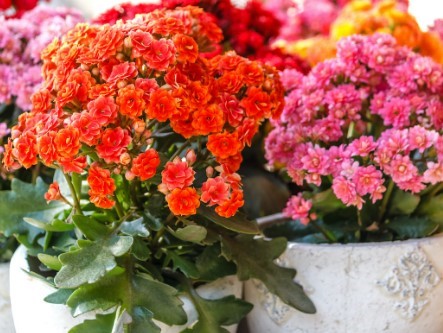 Kalanchoe Blossfeldiana