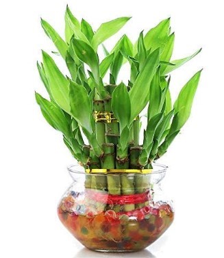 Layer Lucky Bamboo