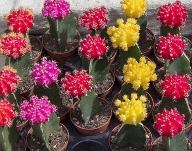 Moon Cactus plant colorful