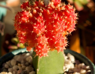 Moon Cactus plant thorny