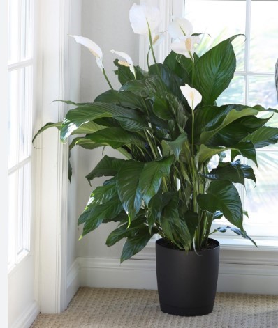 Peace Lily Plant