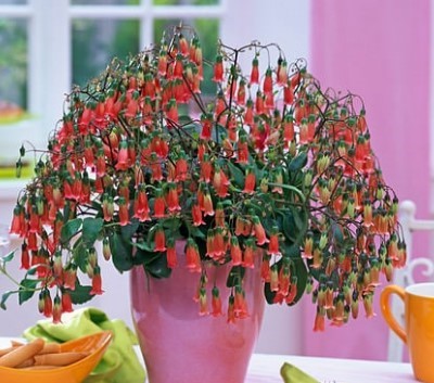 Pendant-flowered Kalanchoe