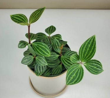 Peperomia Tetragona plant