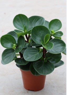 Peperomia plant potted