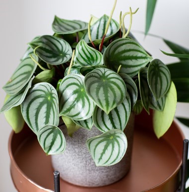 Peperomia plant