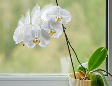 Phalaenopsis amabilis plant