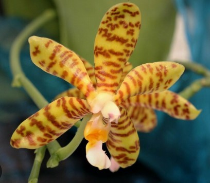 Phalaenopsis fasciata