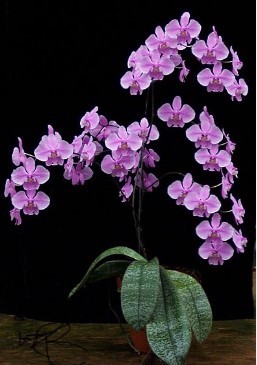 Phalaenopsis schilleriana