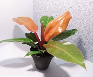 Philodendron Prince of Orange plant