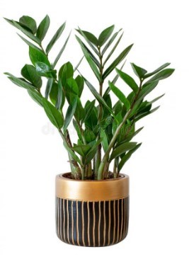 Potted ZZ plant