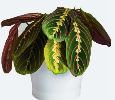 Prayer plant Erythroneura