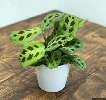 Prayer plant Kerchoveana Minima