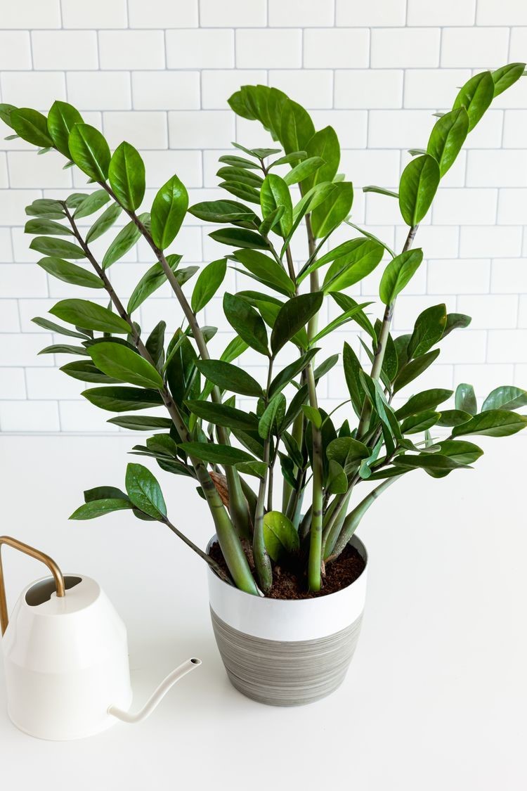 Regular ZZ plant (Zamioculcas zamiifolia)