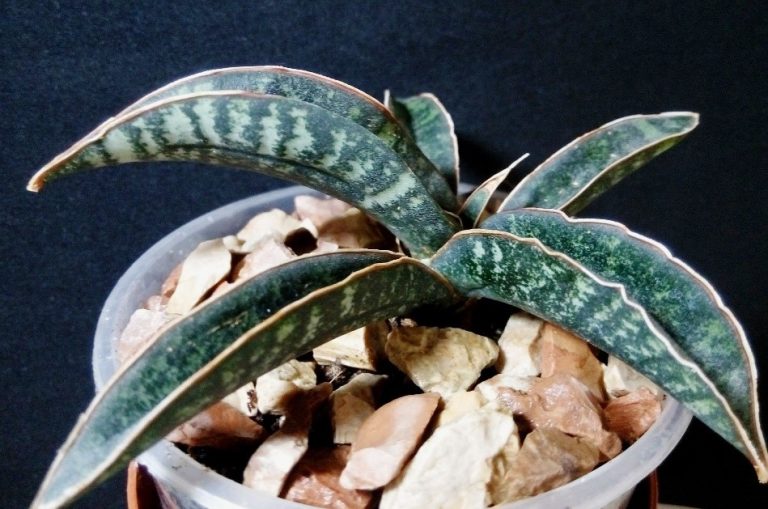 Sansevieria fischeri