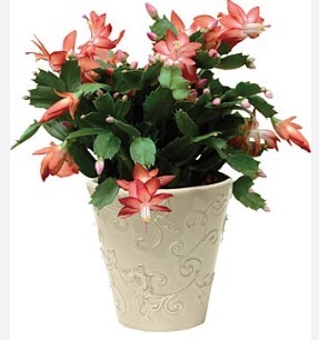 Schlumbergera bridgesii