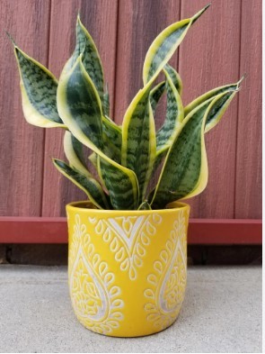 Snake plant Dracaena