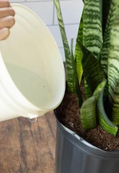 Snake plant fertilizer