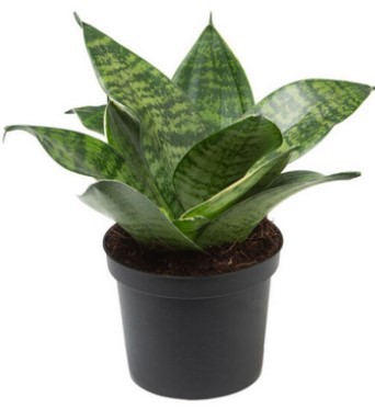 Snake plant in a pot