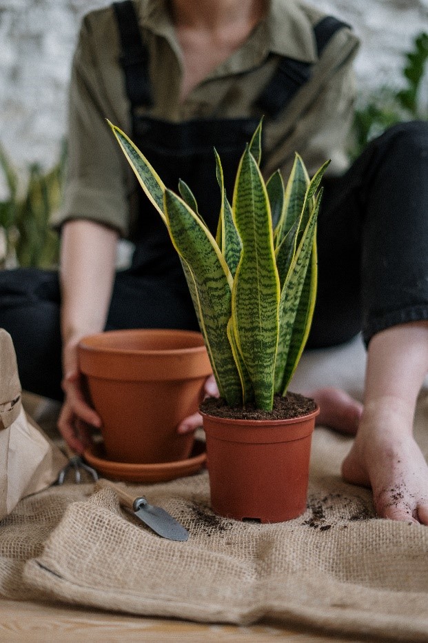 Snake plant repotting