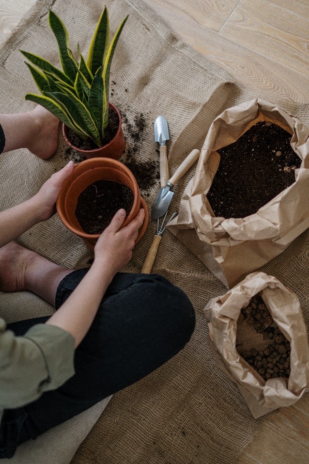 Snake plant soil type