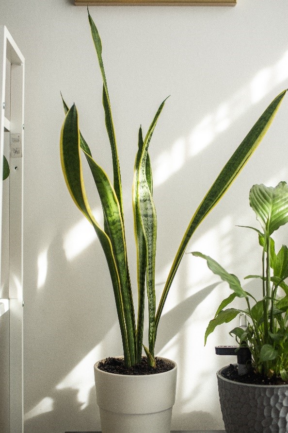 Snake plant sunlight