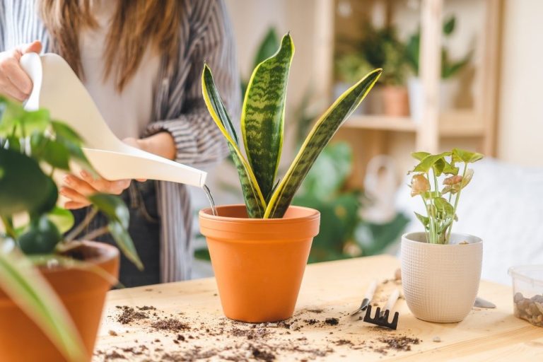 Snake plant water