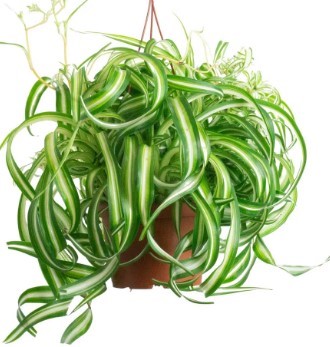 Spider plant potted