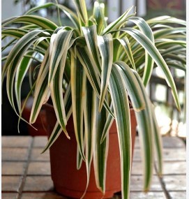 Spider plant zebra