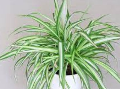 Spider plant