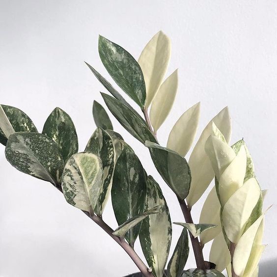 Variegata ZZ plant