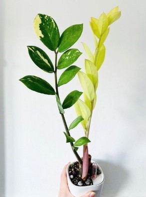 Variegated ZZ plant