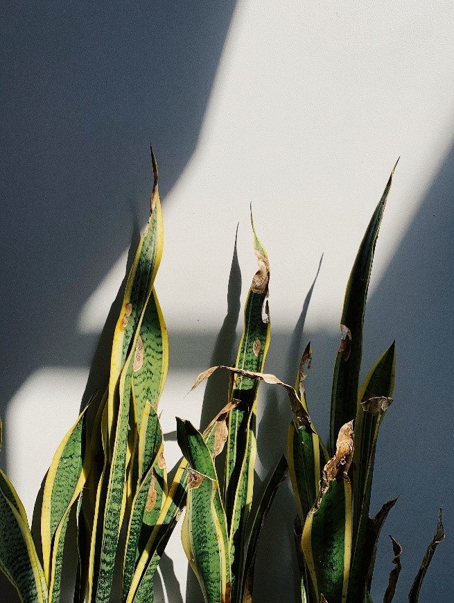 What happens if you don’t water a Snake plant