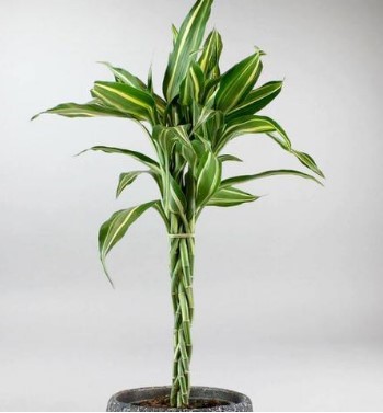 White-stripe Lucky Bamboo plant